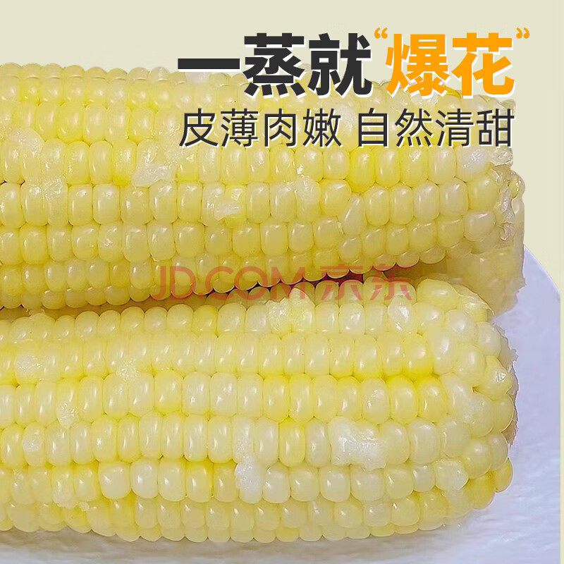 金沃瑞丰有机 白糯玉米棒8根＞1.6kg 新鲜甜粘黏真空 非转基因 早餐粗粮