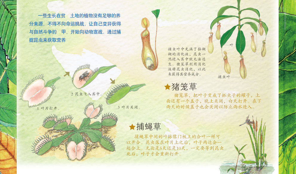 法布尔植物记-紫图图书 - 京东图书专题活动-京东