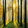 Custom 3D Natural Scenery Mural Обои Лес под солнцем Красивая сцена Стенная бумага для гостиной Телевизор Диван-фон