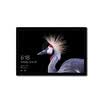 Microsoft&39s new Surface Pro tablet PC 123-inch Intel i5 16G 256G SSD Windows 10 Professional Edition