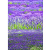 Violet Ocean Photo Backdrop 57FT Vinyl Fabric Cloth Digital Printing Photo Background s-606