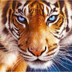 5D DIY Diamond Painting Tiger Animal Embroidery Cross Crafts Stitch Home Deor UK