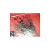 Free shipping 10PCS ZMM3V6 05W 36V 1206