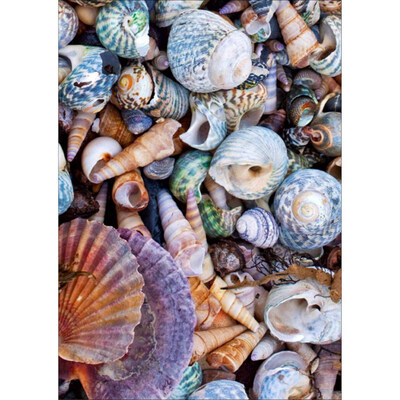 5D Diamond Painting DIY Semi-finished Still Life Theme Shell Conch Sea Simple Style Home Bedroom Office Decoration
5D Diamond Painting DIY Semi-finished Still Life Theme Shell Conch Sea Simple Style Home Bedroom Office Decoration