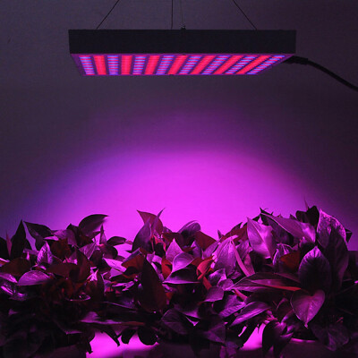 14W LED Grow Light Blue Red Daylight Spotlight Spectrum for Indoor Plants Seedling - EU Plug
14W LED Grow Light Blue Red Daylight Spotlight Spectrum for Indoor Plants Seedling - EU Plug