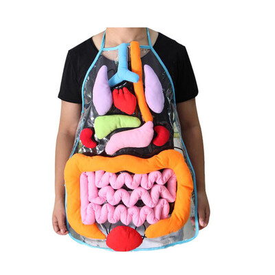 Gobestart Educational Insights Toys For Children Anatomy Apron Human Body Organs Aware
Gobestart Educational Insights Toys For Children Anatomy Apron Human Body Organs Aware