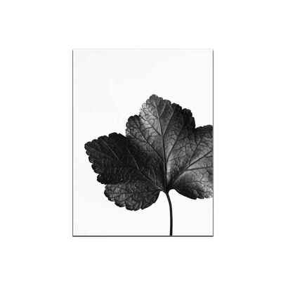Black Leaves Visible Leaf Vein Patterns Canvas Printed Frameless Oil Paintings Drawings for Gallery
Black Leaves Visible Leaf Vein Patterns Canvas Printed Frameless Oil Paintings Drawings for Gallery