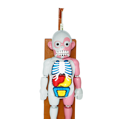 〖Follure〗Spoof Tricky Toys Scary Human Organ Body Model Toy Terror Dummy Music Table Game
〖Follure〗Spoof Tricky Toys Scary Human Organ Body Model Toy Terror Dummy Music Table Game
