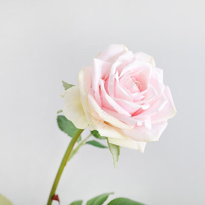 Factory direct Yiwu artificial flower wholesale single romantic rose home decoration fake flower wedding simulation plant 8007A re
Factory direct Yiwu artificial flower wholesale single romantic rose home decoration fake flower wedding simulation plant 8007A re