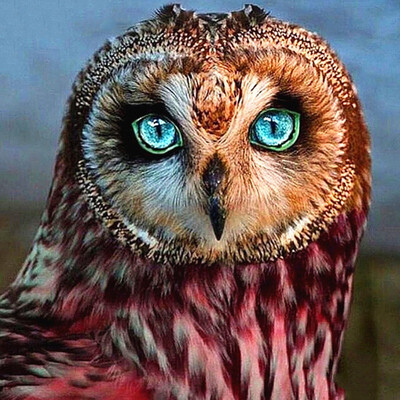Diamond Embroidery Diamond Painting Owl Full Square&Round Drill 5d DIY Diamond Mosaic Animal Picture Of Rhinestone
Diamond Embroidery Diamond Painting Owl Full Square&Round Drill 5d DIY Diamond Mosaic Animal Picture Of Rhinestone