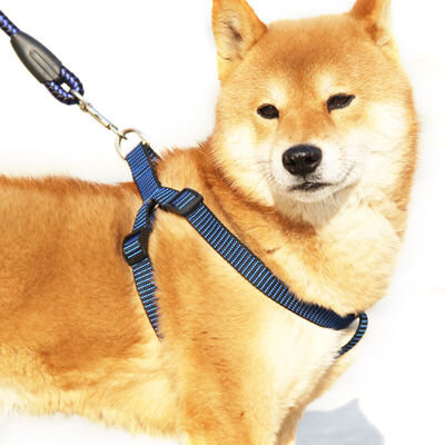 Hi handsome pet leash rope chest strap set dog leash dog chain square rope large dog for black&blue large 15mm 120cm
Hi handsome pet leash rope chest strap set dog leash dog chain square rope large dog for black&blue large 15mm 120cm