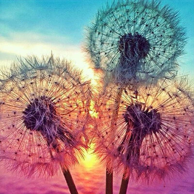 5D DIY Diamond Embroidery Dream Dandelion Sunset Cute Hedgehog Diamond Painting Rhinestone Home Decoration
5D DIY Diamond Embroidery Dream Dandelion Sunset Cute Hedgehog Diamond Painting Rhinestone Home Decoration