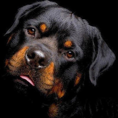UpperX 5D DIY Diamond Painting Animals Dog Cross Stitch 3D Diamonds Embroidery Needlework Home Decor Gift
UpperX 5D DIY Diamond Painting Animals Dog Cross Stitch 3D Diamonds Embroidery Needlework Home Decor Gift
