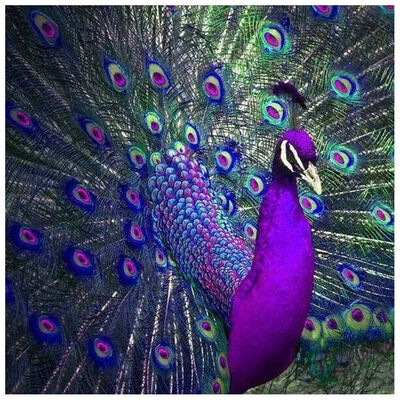 UpperX Icon Diamond Embroidery Peacock Mosaic Crystal 5D Cross Stitch Full Square Drill Diamond Painting DIY Paintings
UpperX Icon Diamond Embroidery Peacock Mosaic Crystal 5D Cross Stitch Full Square Drill Diamond Painting DIY Paintings