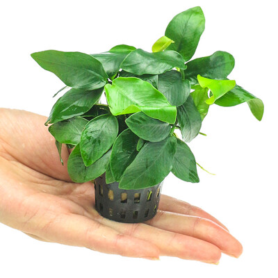 Qi Yi natural water banyan fish tank landscape real body water grass grass small water banyan aquarium decoration plant landscape 2 pots
Qi Yi natural water banyan fish tank landscape real body water grass grass small water banyan aquarium decoration plant landscape 2 pots