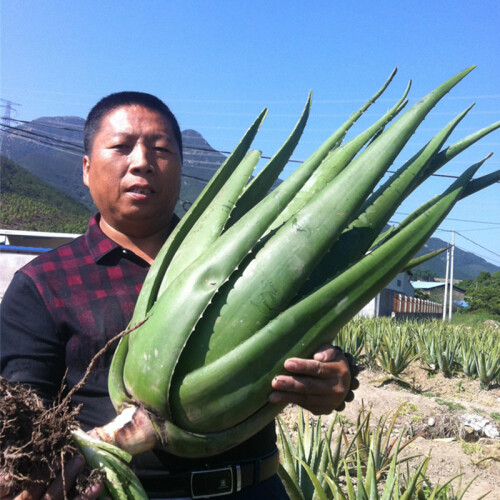 黄家荟美容院专用芦荟库拉索芦荟盆栽去甲醛植物大型盆栽大叶芦荟叶片药食用芦荟灌肤新鲜老芦荟绿植室内盆栽 美容叶片12年400克一片