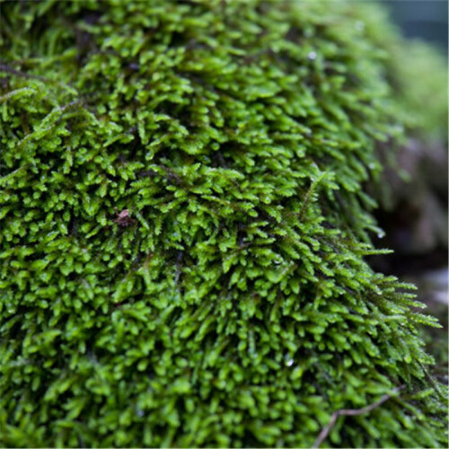 鲜活苔藓植物 白发藓微景观生态瓶diy绿植水陆缸假山盆栽盆景青苔 小灰藓15x8cm