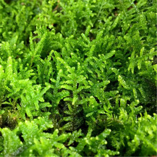 鲜活苔藓植物 白发藓微景观生态瓶diy绿植水陆缸假山盆栽盆景青苔 大灰藓15x8大盒cm