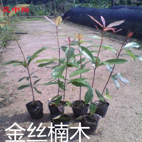 花中酷 正宗海南黄花梨树苗沉香树苗 金丝楠木树苗 树苗种子盆栽 小叶紫檀 2年苗. 金丝楠木苗 2年苗