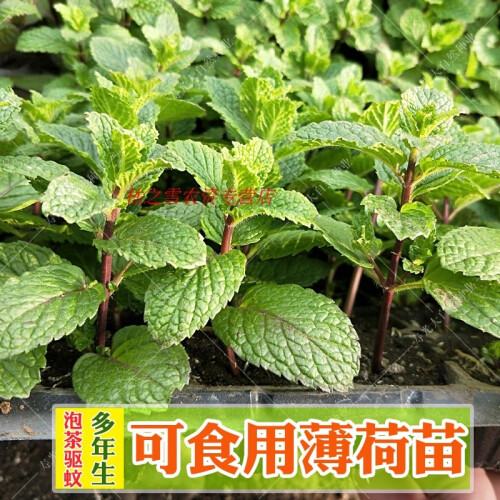 蔬菜苗子 番茄辣椒黄瓜茄子秧苗 菜园春夏秋季种植 好成活 食用薄荷苗6棵+20克有机肥