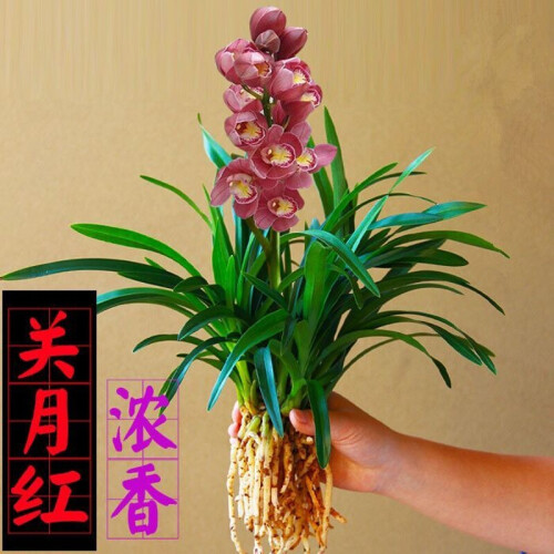 花乐轩 兰花苗大花蕙兰墨兰花卉盆栽绿植室内植物四季兰建兰盆景 关月红 4棵苗