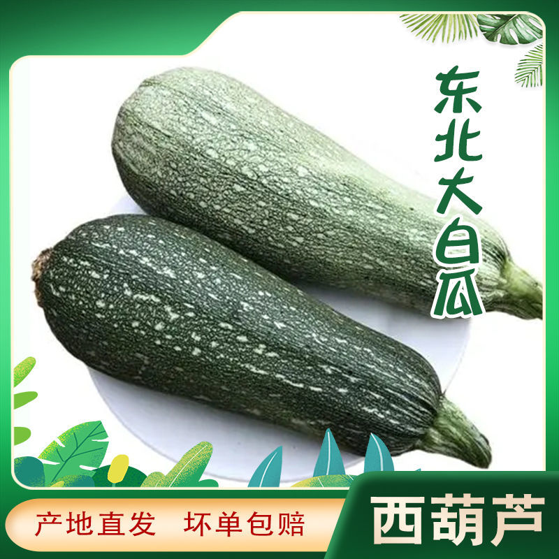 新鲜蔬菜东北特产西葫芦白瓜长瓜现摘现发5斤