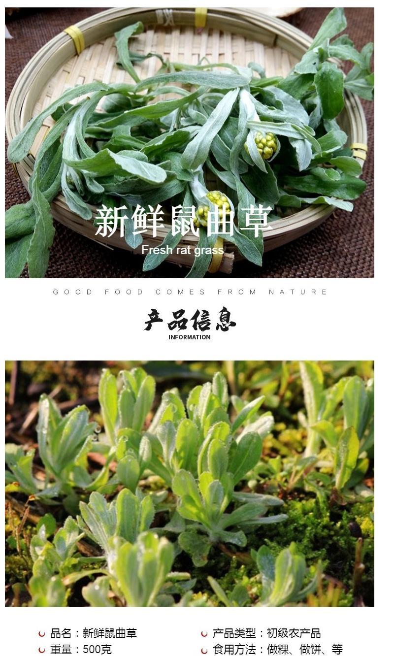 新鲜鼠曲草清明菜清明草佛耳草鼠壳草鼠麴田艾草500g清明果团材料4斤