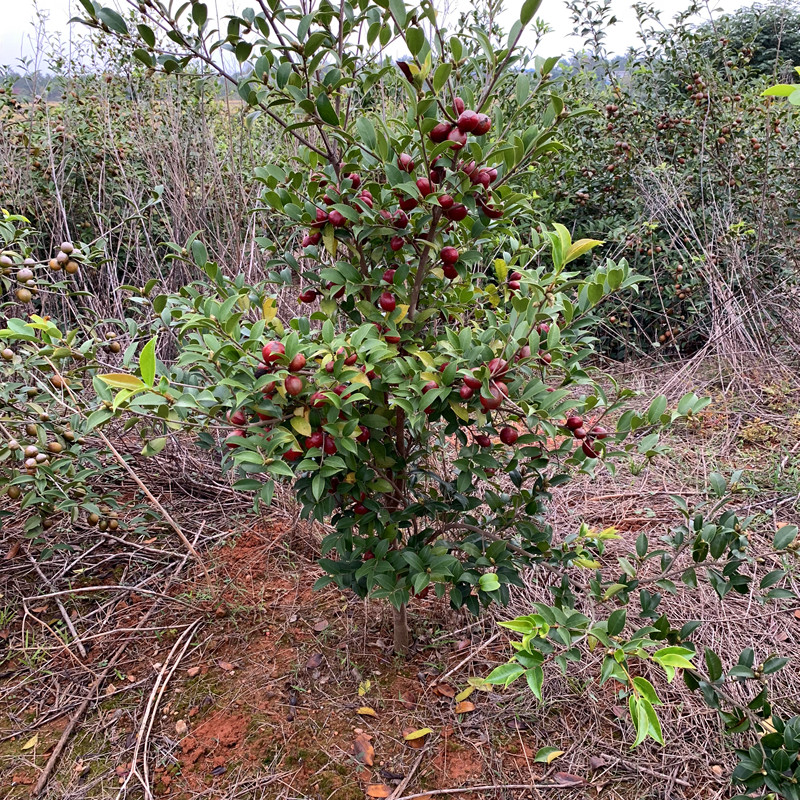 高产嫁接油茶苗油茶树苗南方矮化良种茶籽长林大果茶子树当年结果 实