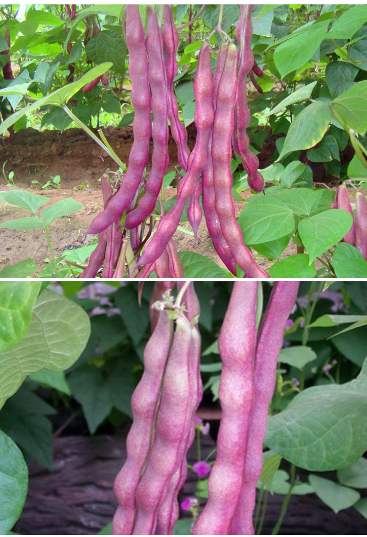 早熟紫豆角种子九粒红架豆四季豆芸豆种籽春秋四季播蔬菜种孑高产九粒