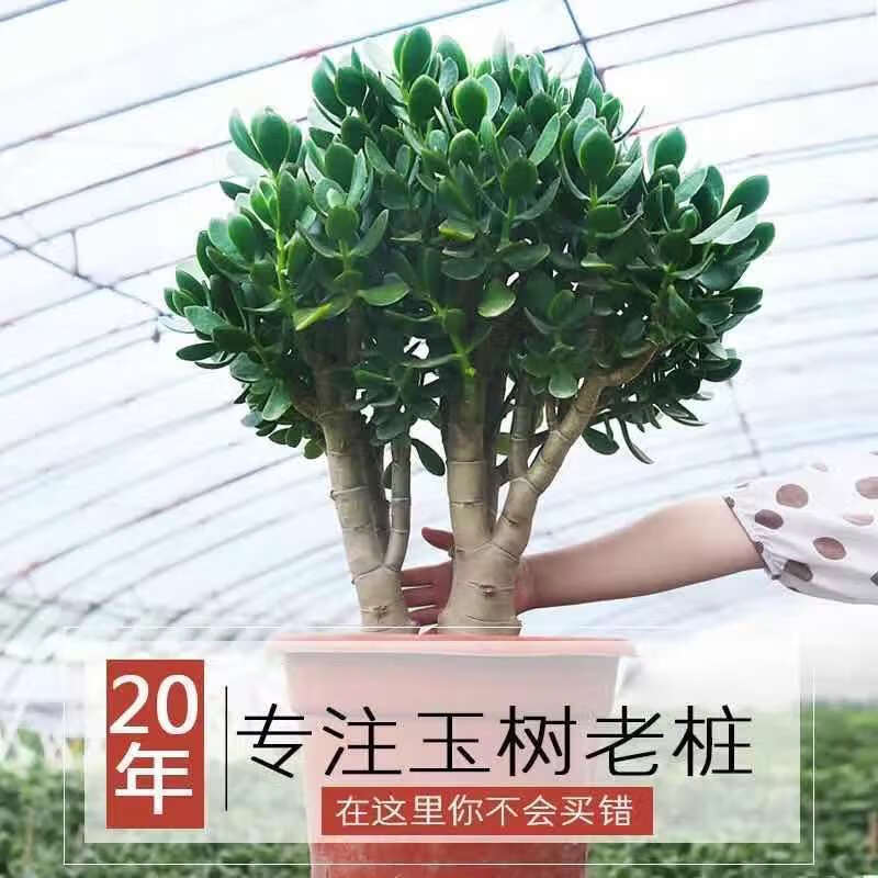 汇泉吸财树旺财木质化大老桩多肉植物绿植树盆栽室内阳台净化空气萤火