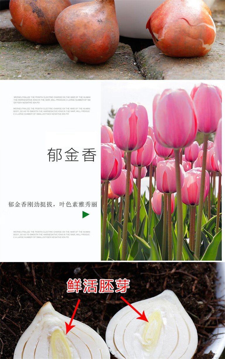 郁金香大种球 水培土培花卉耐寒盆栽风信子水养植物球根花卉 范伊克 5