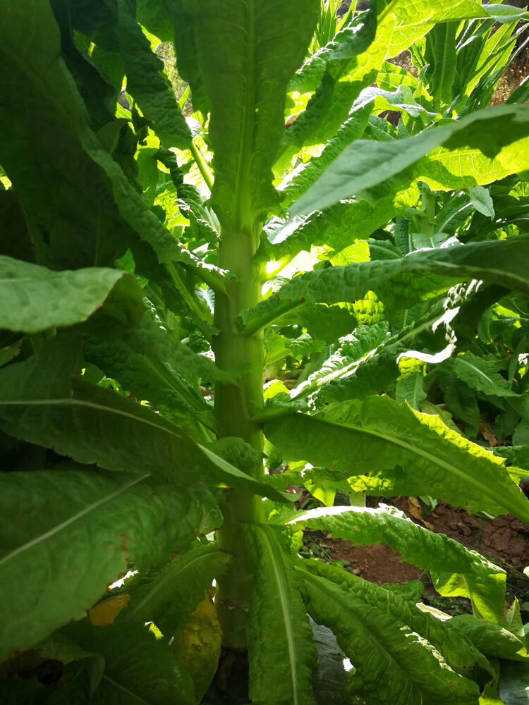 500g无叶贡菜干新鲜苔干苔菜农家土特产干货脱水蔬菜响菜