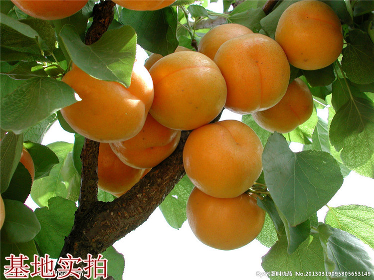 果树苗 杏子苗木 金太阳杏树苗 批发杏树苗 南方北方嫁接结果苗 水果