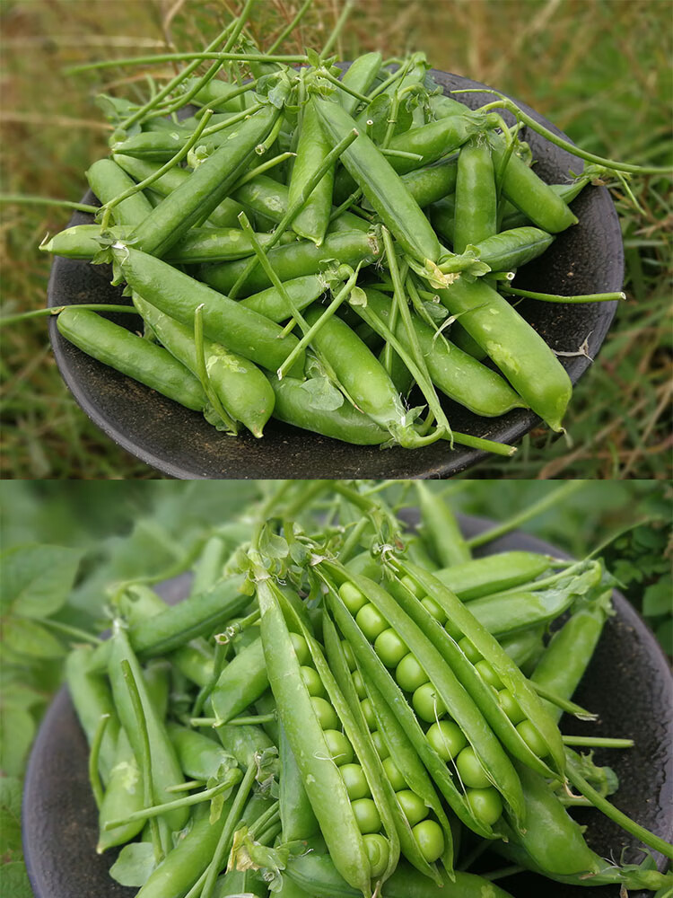 现货新鲜豌豆豌豆荚农家种植甜脆带壳青豌豆甜豆45kg比较嫩带外壳食用