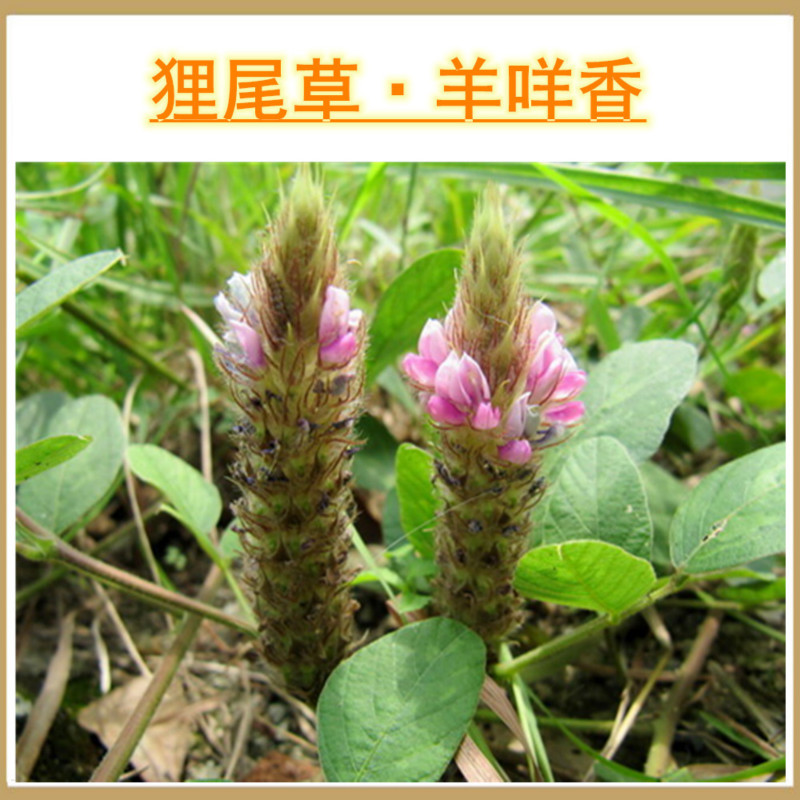 野生狸尾草狸尾豆羊咩香草药煲番薯糖水农村山地自然生长生晒干货干货