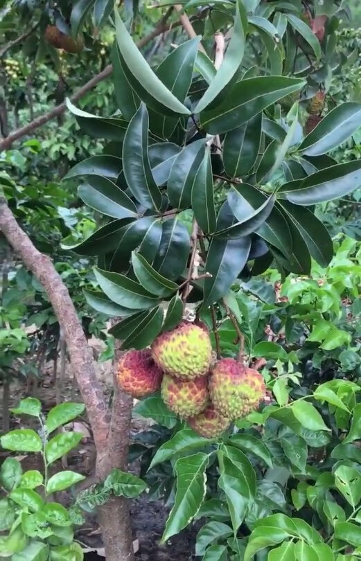 无核荔枝树苗 嫁接荔枝树苗盆栽无核荔枝树桂味荔枝苗