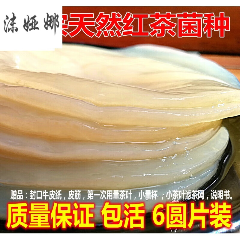 正宗传统红茶菌配培养技术海宝醋蛾子红茶菌菌种海宝菌