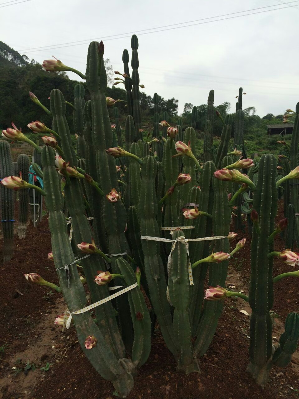 可结果量天尺仙人柱秘鲁苹果无刺掌室内观赏植物 盆栽