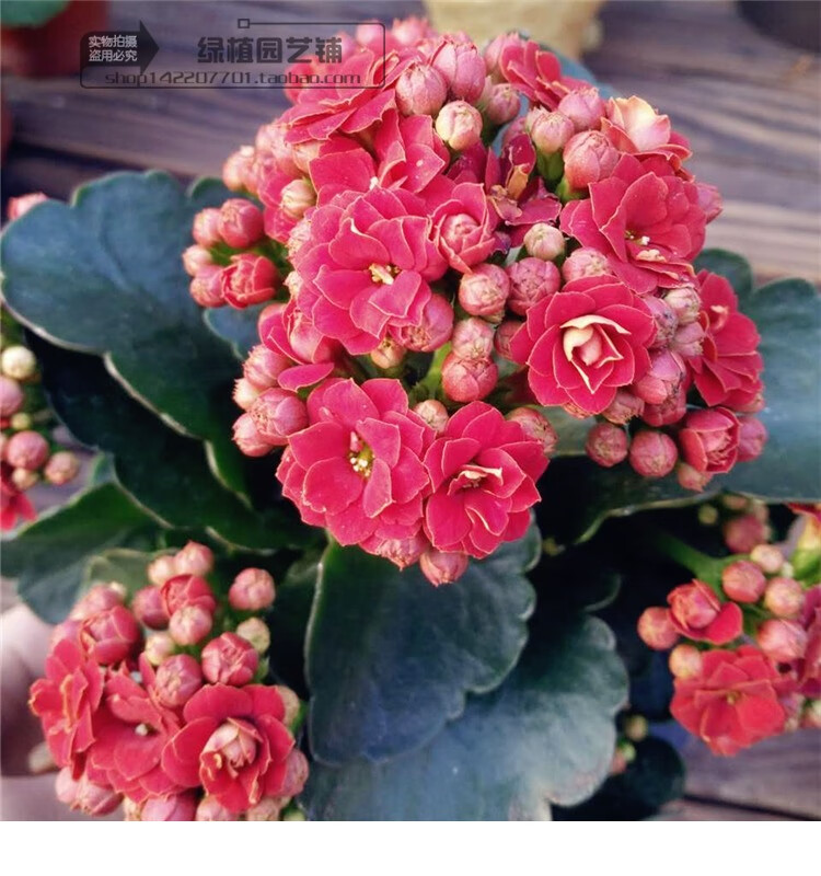进口重瓣长寿花盆栽耐养型花卉绿巴黎花苗四季开花带花发2盆巴黎铂金