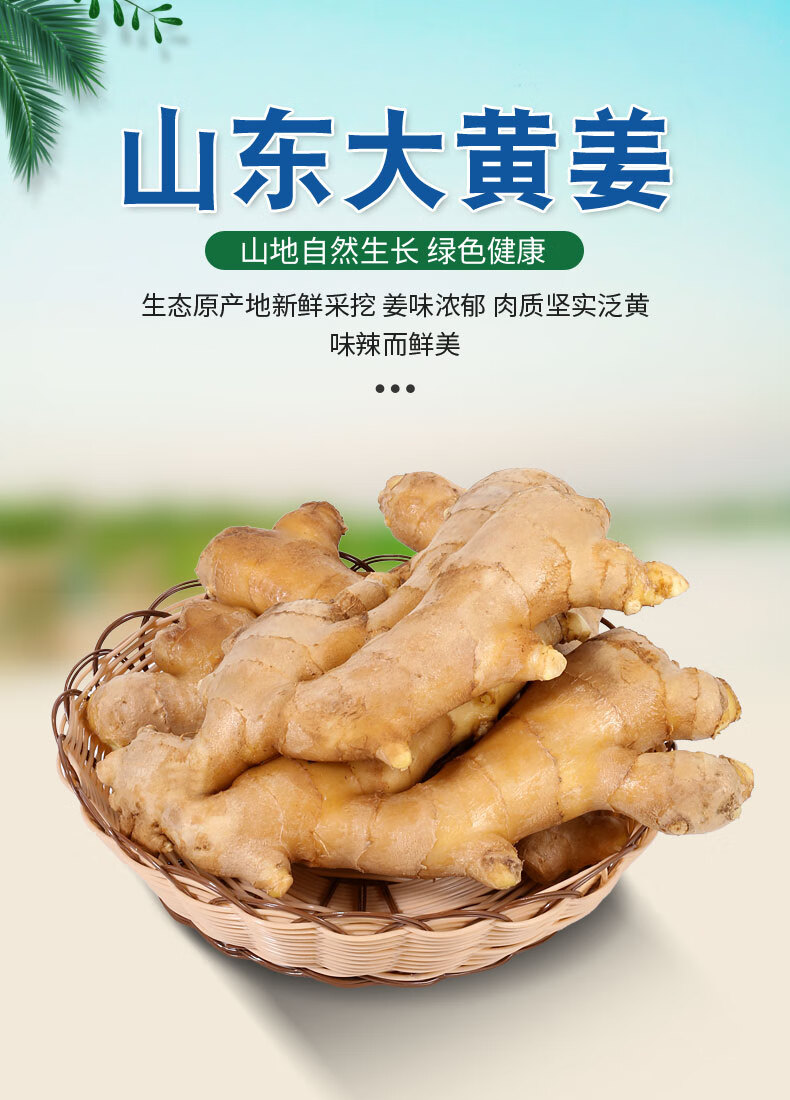 山东昌邑新鲜大黄姜5斤生姜老姜干母子农家现挖带泥嫩姜10斤1500g