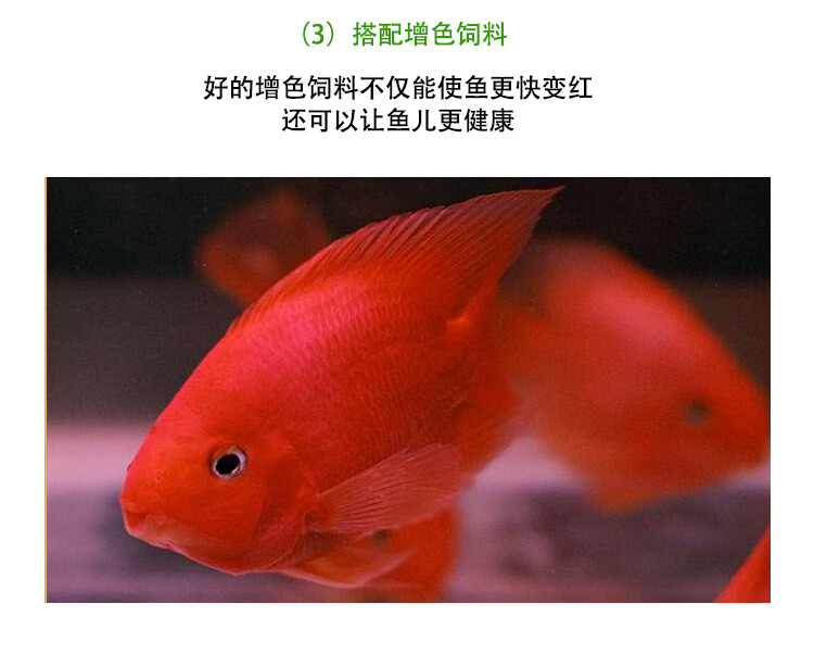 热带观赏鱼淡水鱼发财鱼红白鹦鹉鱼活鱼风水鱼招财黑红黄斑马活体1012