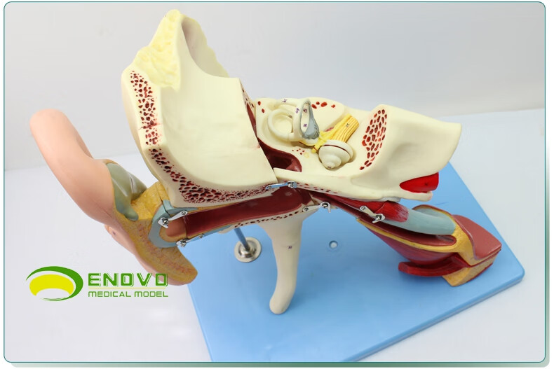 人体医学耳朵解剖结构放大模型 耳解剖模型内耳中耳外鼓膜五官科颞骨