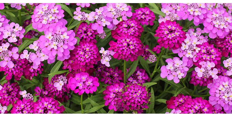 低矮耐寒花种籽蜂室花矮生秋季花卉植物庭院屈曲花籽花草种子蜂室花