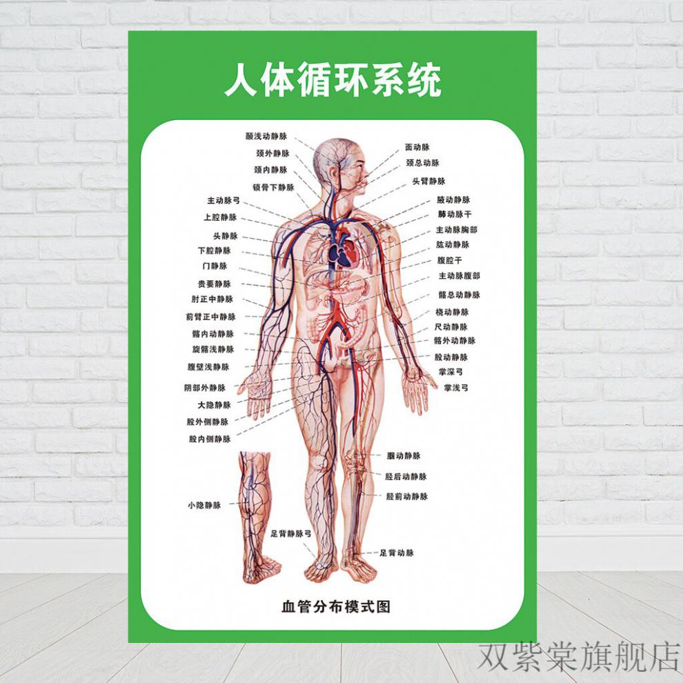 人体结构肌肉挂图人体运动消化生殖泌尿神经解剖海报医院医学挂图内脏