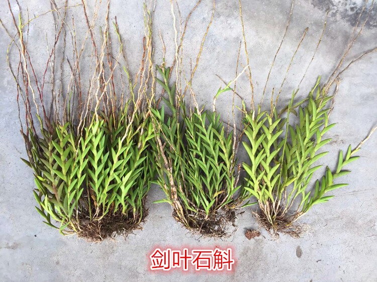 剑叶石斛盆景观赏石斛兰附生吊兰花卉绿植盆栽长绿不落叶包20苗不含盆