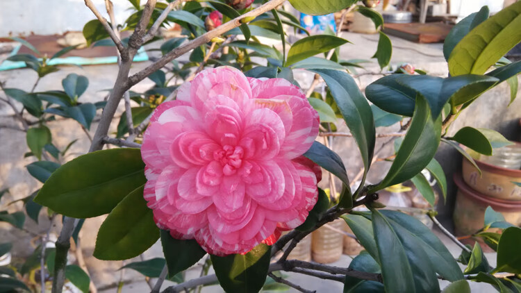 潮州仙种五宝茶花树苗大苗盆栽名贵多色花卉庭院阳台植物五色花木56年