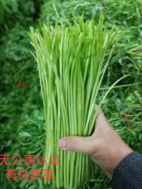 当季新鲜蔬菜黎蒿新鲜芦蒿新鲜价茼蒿菜价蔬菜黎蒿3斤去根去叶