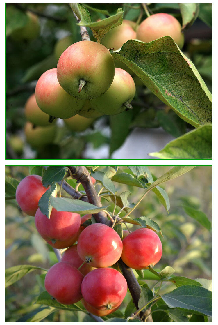 东北海棠果鲜果 沙果 花红果酸甜小苹果 新鲜水果 10斤装