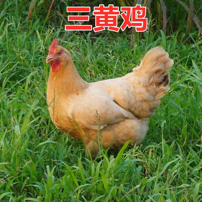 京选推荐脱温鸡红毛大公鸡五黑鸡纯种鸡苗珍珠鸡白羽鸡芦花鸡下蛋家养