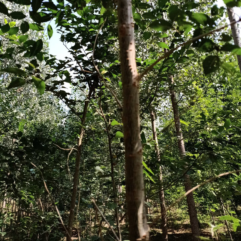 战长沙正宗食用野榆树苗榆树小苗白榆家榆榆钱树别墅庭院绿化工程树粗